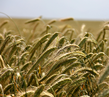 Agricultural Products
